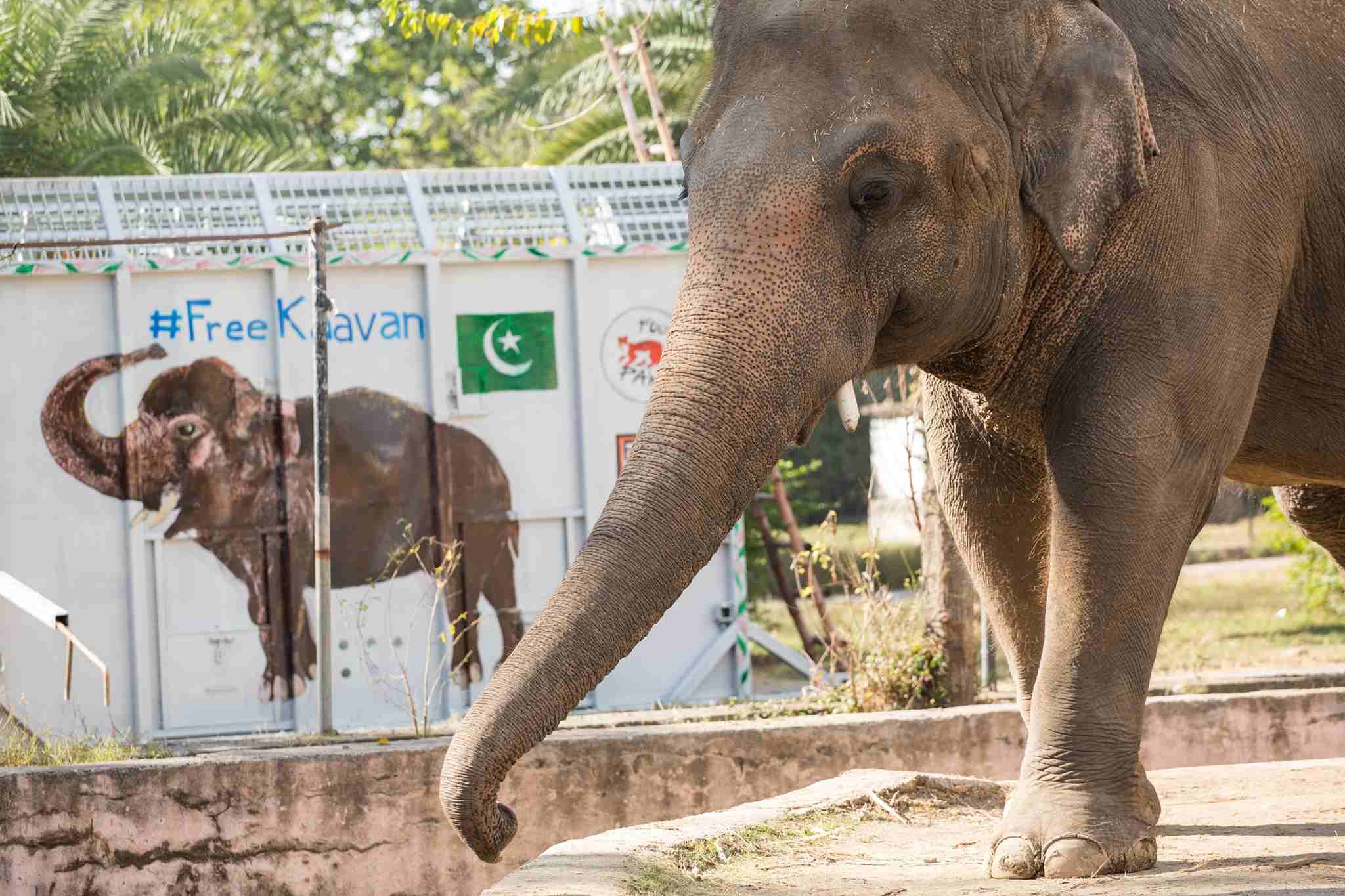 Kavaan, l’elefante solitario